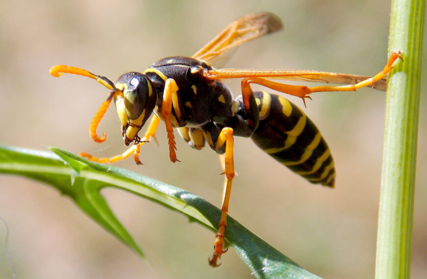 Natuurlijke oplossingen tegen de invasieve Aziatische hoornaar