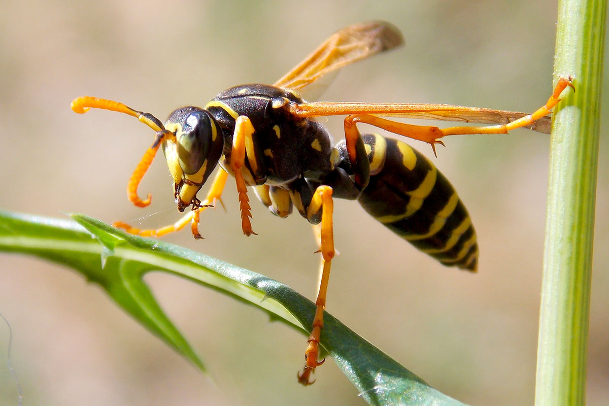 Natuurlijke oplossingen tegen de invasieve Aziatische hoornaar