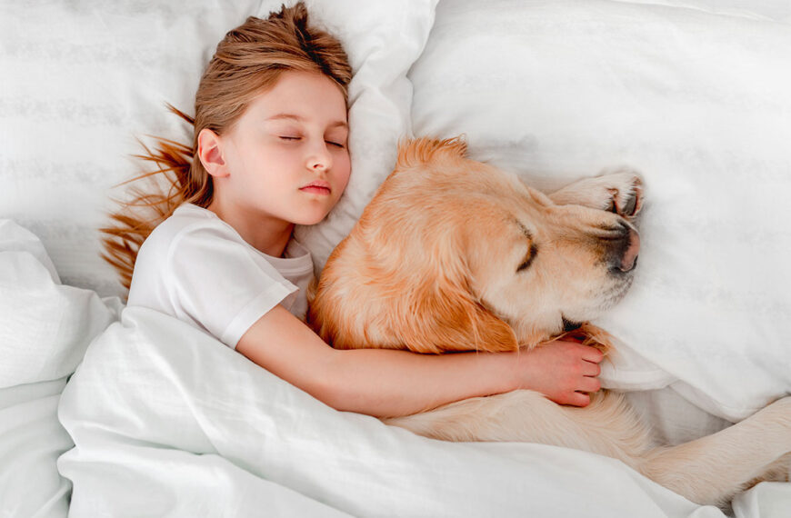 Samen in bed met je hond: waarom het zo fijn werkt