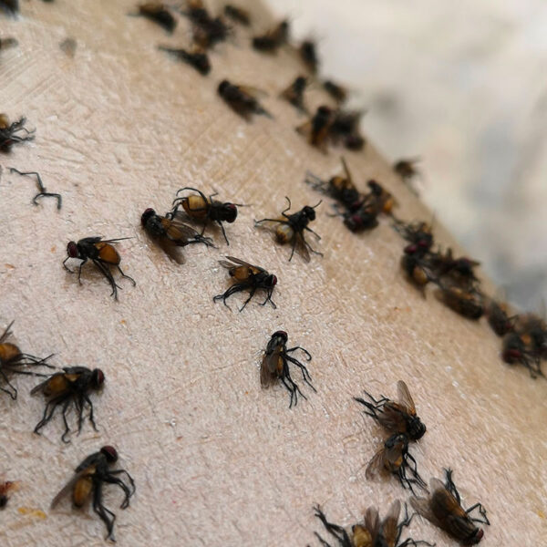 Zout als natuurlijke mierenbestrijding: effectief en milieuvriendelijk
