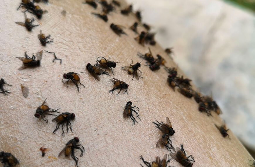 Zout als natuurlijke mierenbestrijding: effectief en milieuvriendelijk