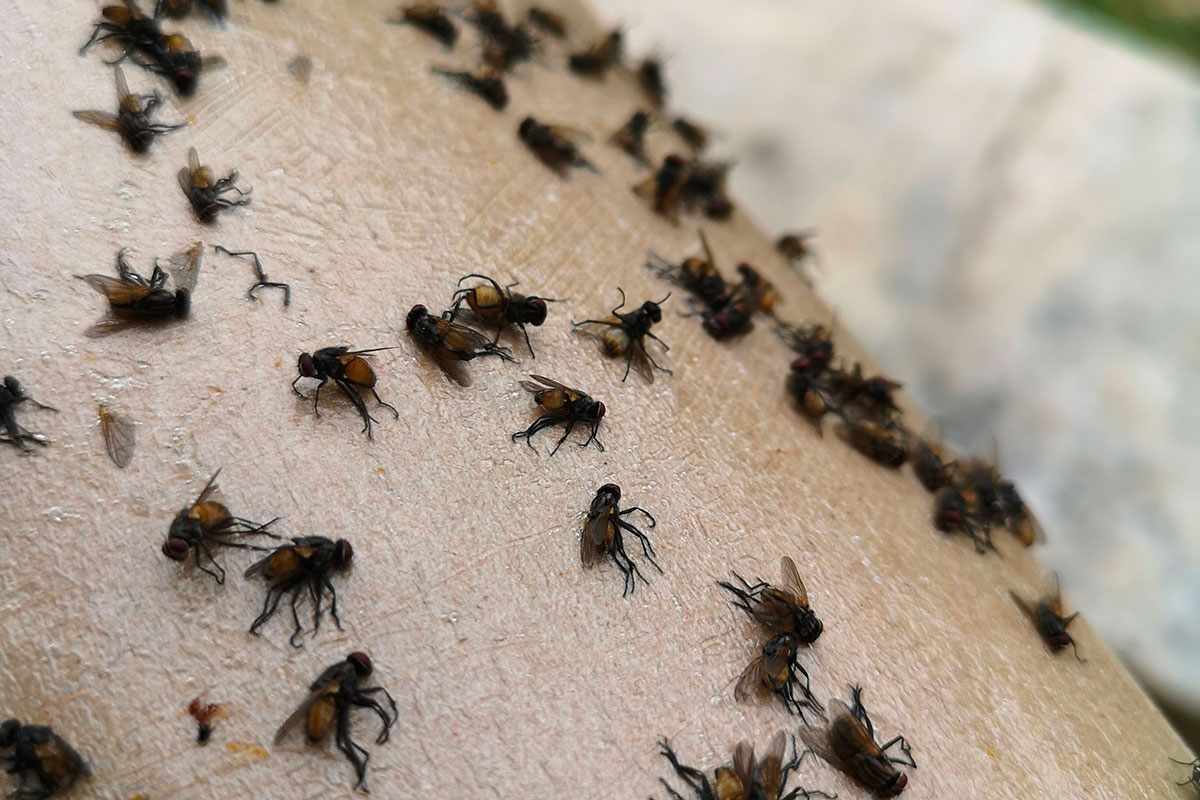 Zout als natuurlijke mierenbestrijding: effectief en milieuvriendelijk